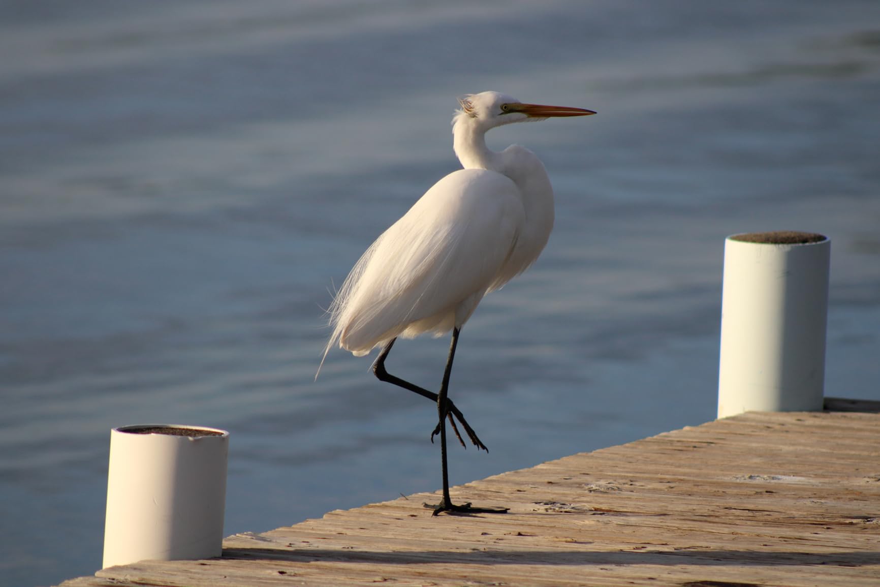 Canon EF 75-300mm f/4-5.6 III Telephoto Zoom Lens for Canon SLR Cameras customer photo 1