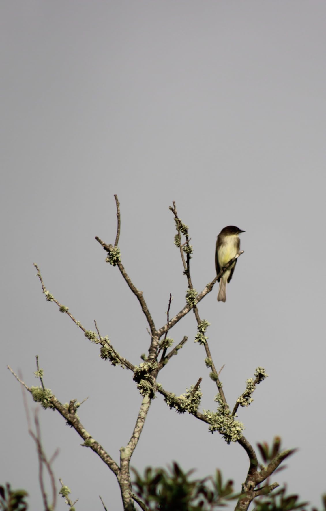 Canon EF 75-300mm f/4-5.6 III Telephoto Zoom Lens for Canon SLR Cameras customer photo 2