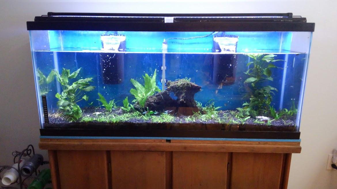Tetra Whisper Internal Filter 20 To 40 Gallons, For Aquariums, In-Tank Filtration With Air Pump customer photo 1