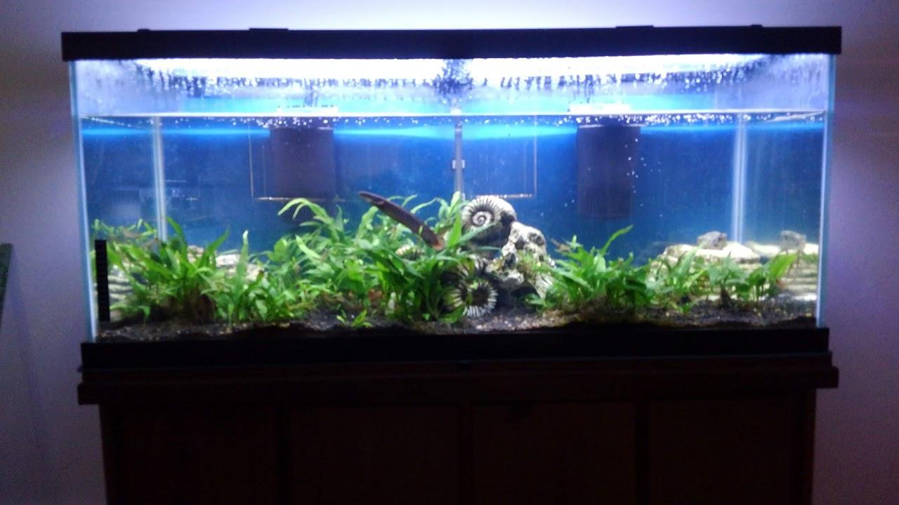 Tetra Whisper Internal Filter 20 To 40 Gallons, For Aquariums, In-Tank Filtration With Air Pump customer photo 2