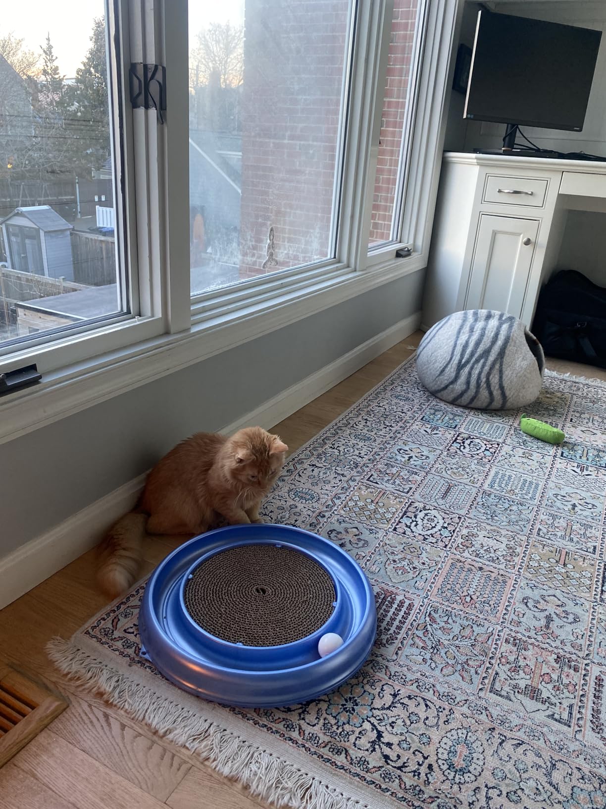 Coastal Pet Turbo Scratcher Cat Toy - Cardboard Cat Scratcher Pad with Cat Toy Ball Track and Catnip customer photo 1