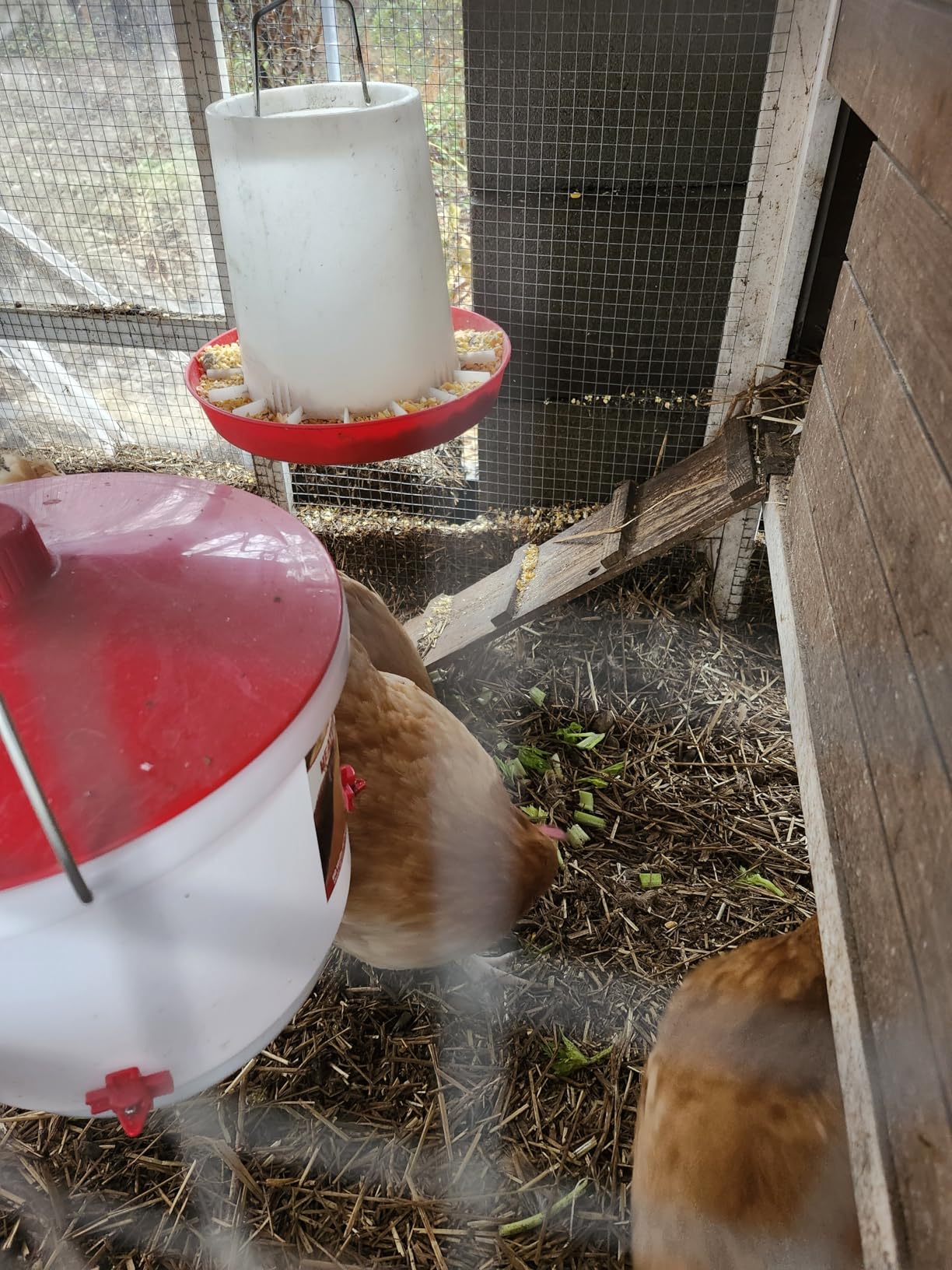 Farm Innovators Heated Chicken Waterer, Hanging Poultry Water Fountain, 3 Gallon, Red - Plastic Water Dispenser with Heater for Chicks, Chickens, and Livestock customer photo 2