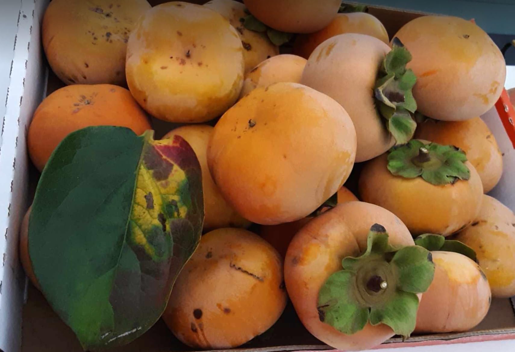 Bonide Repels-All Animal Repellent, 32 oz Ready-to-Use Spray, Outdoor Garden Deer & Rabbit Repellent, People & Pet Safe customer photo 2