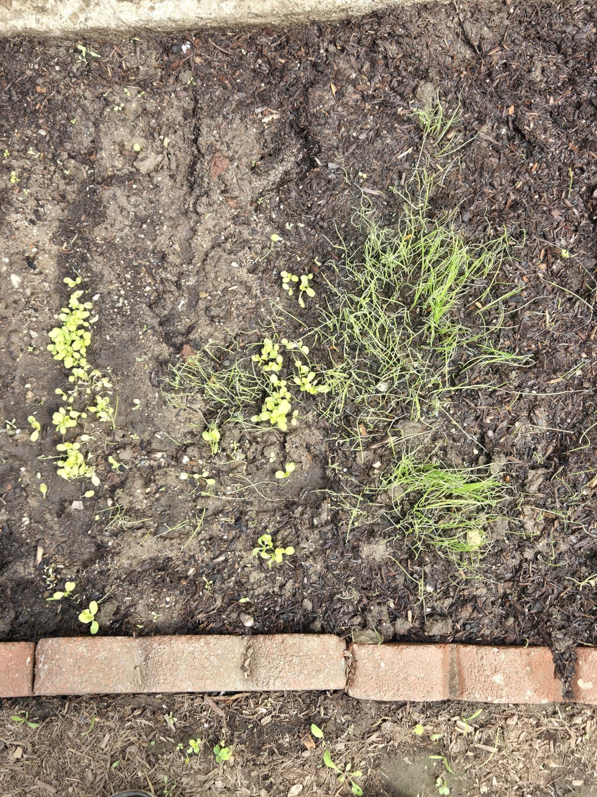 Bonide Repels-All Animal Repellent Granules, 3 lbs. Ready-to-Use Deer & Rabbit Repellent, Deter Pests from Lawn & Garden customer photo 2