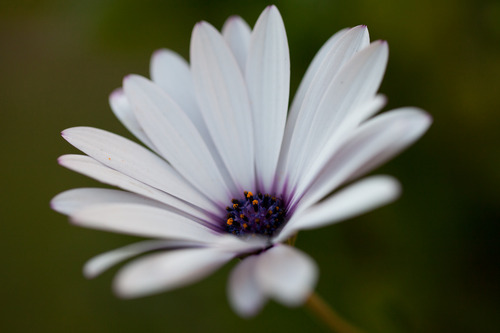 EF 100mm f/2.8L Is USM Macro Lens for Canon Digital SLR Cameras, Lens Only, Black customer photo 1