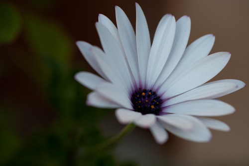 EF 100mm f/2.8L Is USM Macro Lens for Canon Digital SLR Cameras, Lens Only, Black customer photo 2