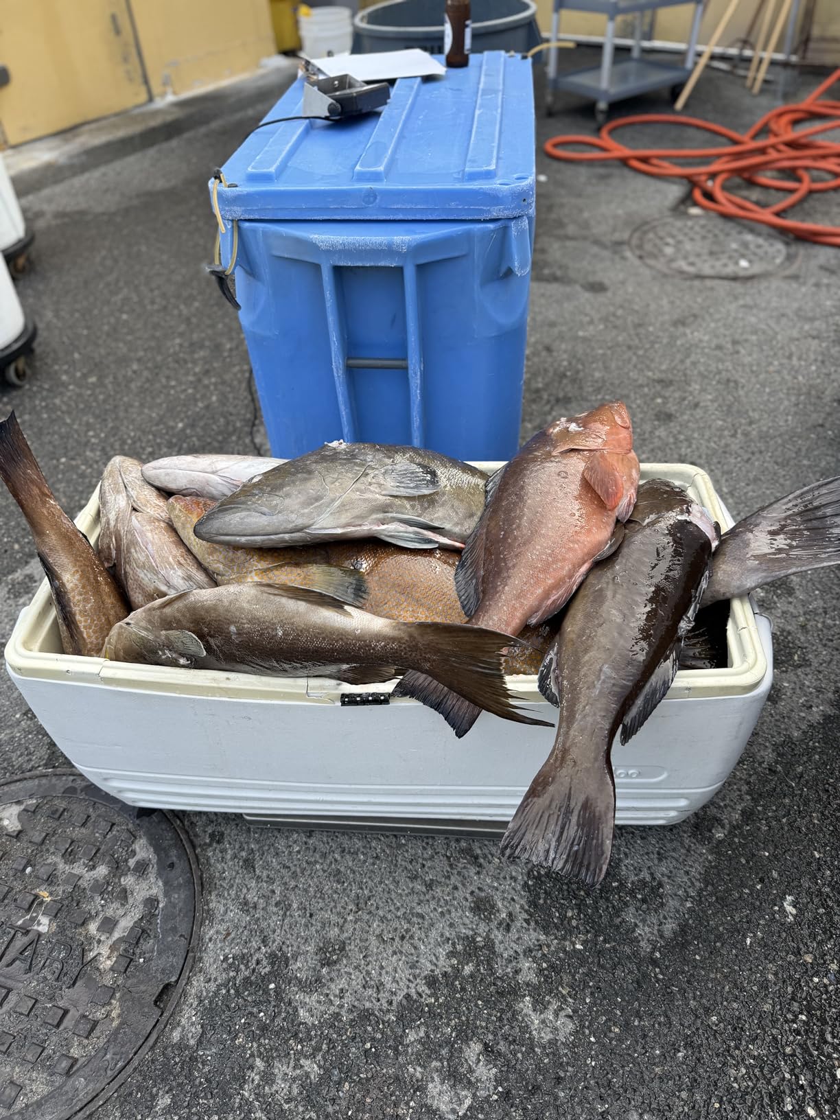 Rubbermaid Commercial Products Digital Receiving Scale 150-Pound Capacity Heavy-Duty Non-Skid Shipping Postal and Food Scale for Kitchen/Restaurant customer photo 1