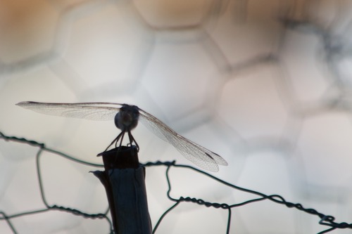 Nikon AF-S DX NIKKOR 55-300mm f/4.5-5.6G ED Vibration Reduction Zoom Lens with Auto Focus for Nikon DSLR Cameras customer photo 1