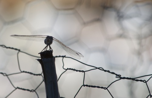 Nikon AF-S DX NIKKOR 55-300mm f/4.5-5.6G ED Vibration Reduction Zoom Lens with Auto Focus for Nikon DSLR Cameras customer photo 2