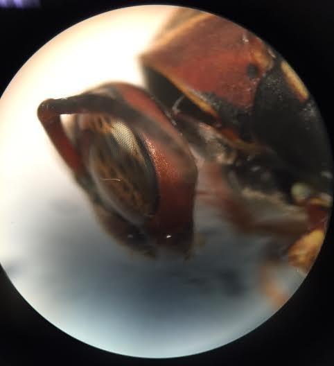 AmScope SE305R-PZ Forward Binocular Stereo Microscope, WF10x and WF20x Eyepieces, 10X-60X Magnification, 1X and 3X Objectives, Upper and Lower Halogen Light Source, Pillar Stand, 120V , White customer photo 1