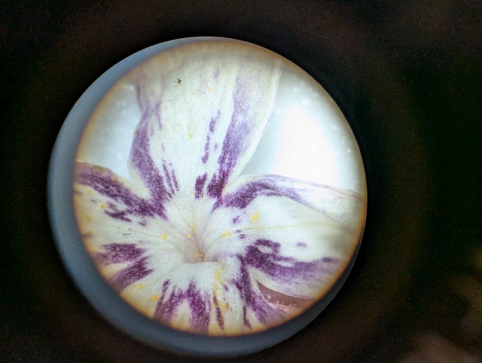 AmScope Cordless LED Two Lights Stereo Microscope 20x-40x customer photo 2