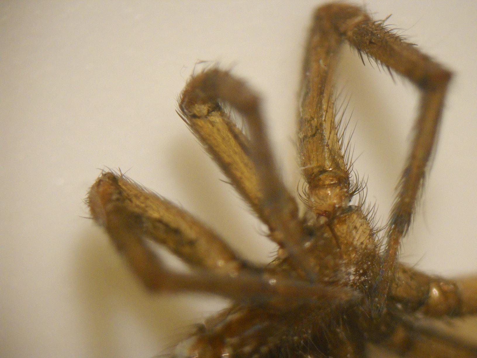 AmScope SE306R-PZ Forward Binocular Stereo Microscope, WF10x and WF20x Eyepieces, 10X-80X Magnification, 2X and 4X Objectives, Upper and Lower Halogen Light Source, Pillar Stand, 120V , White customer photo 1