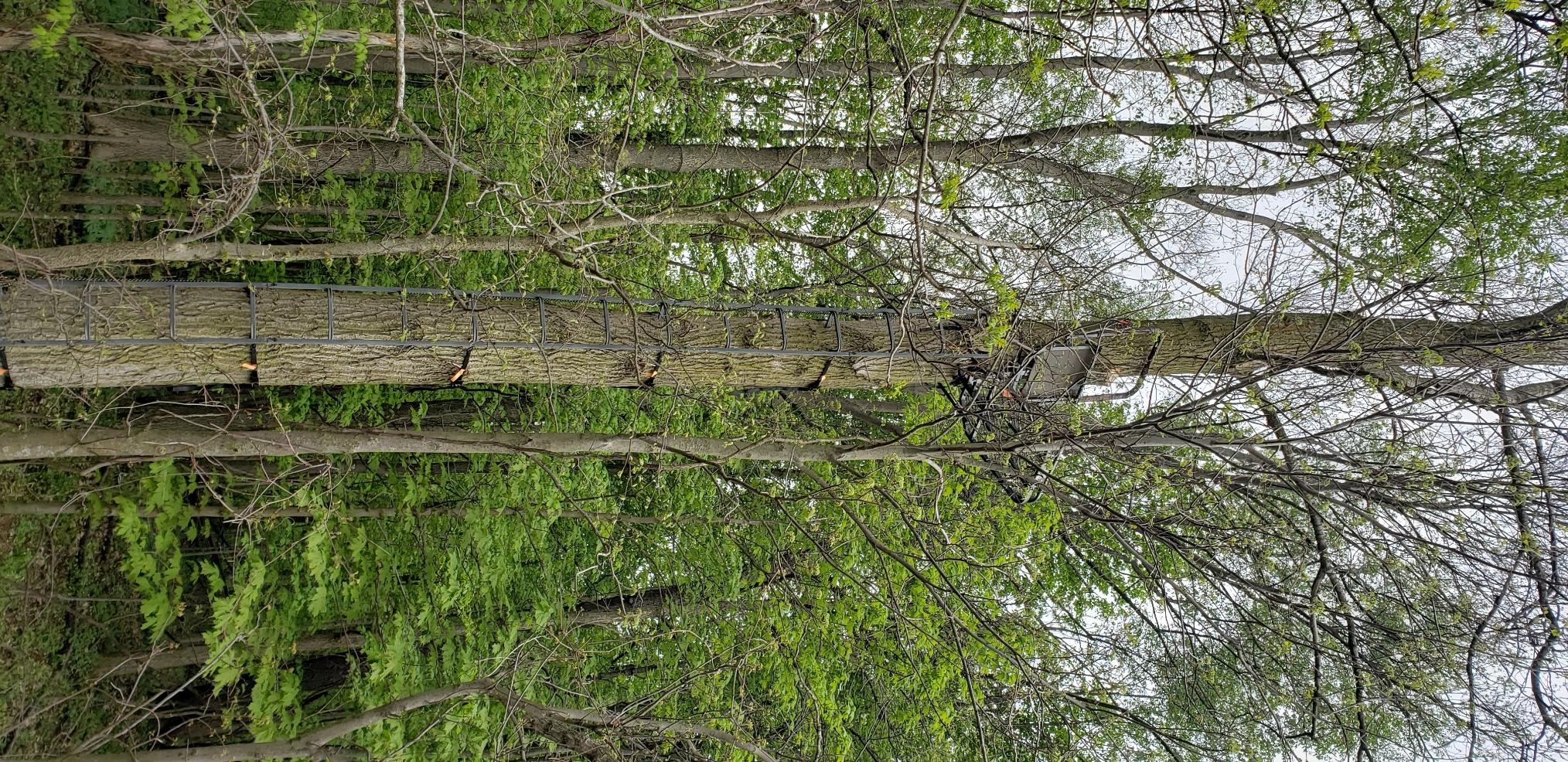 Millennium Treestands Monster Hang-on Treestand customer photo 2