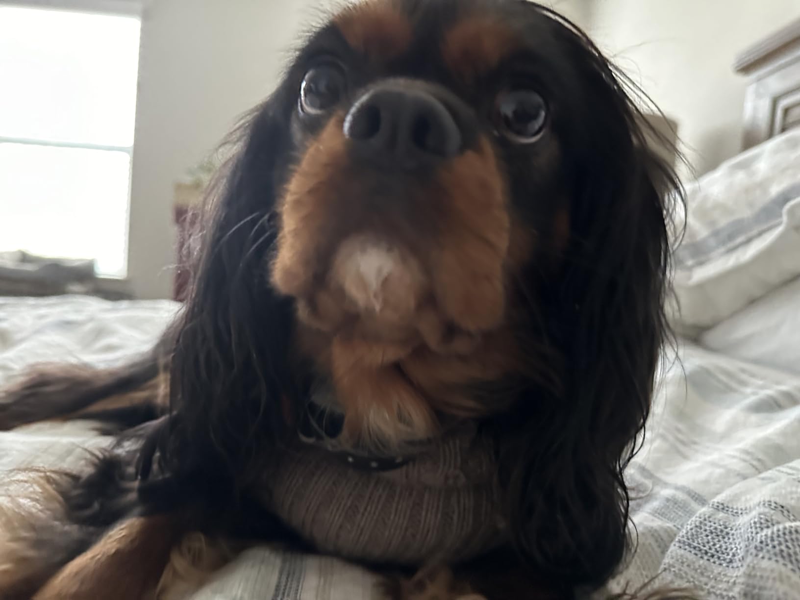 Garmin BarkLimiter Deluxe, Rechargeable Dog Training Collar with Automatic Levels for All Dog Breeds customer photo 1