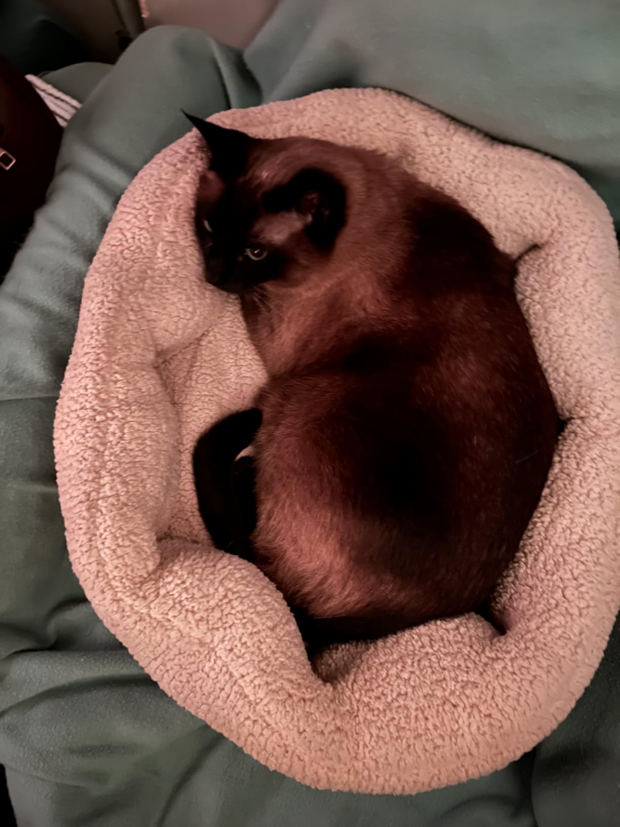 Petmate Aspen Pet Self Warming Round Bed, 19.5 Inches, Barn Red and Cream customer photo 1