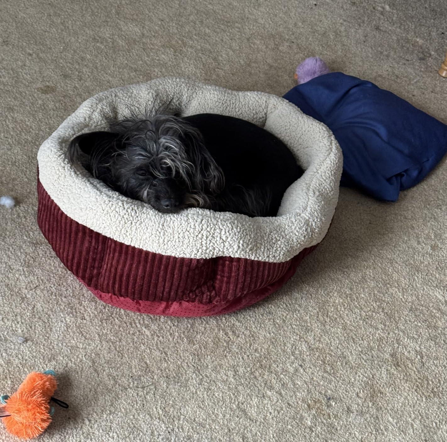 Petmate Aspen Pet Self Warming Round Bed, 19.5 Inches, Barn Red and Cream customer photo 2