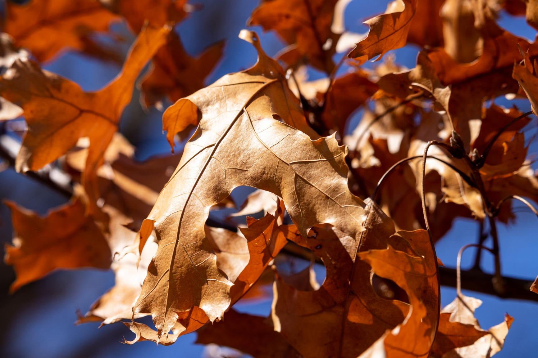 Canon EF-S 55-250mm F4-5.6 is STM, Telephoto, Black customer photo 1