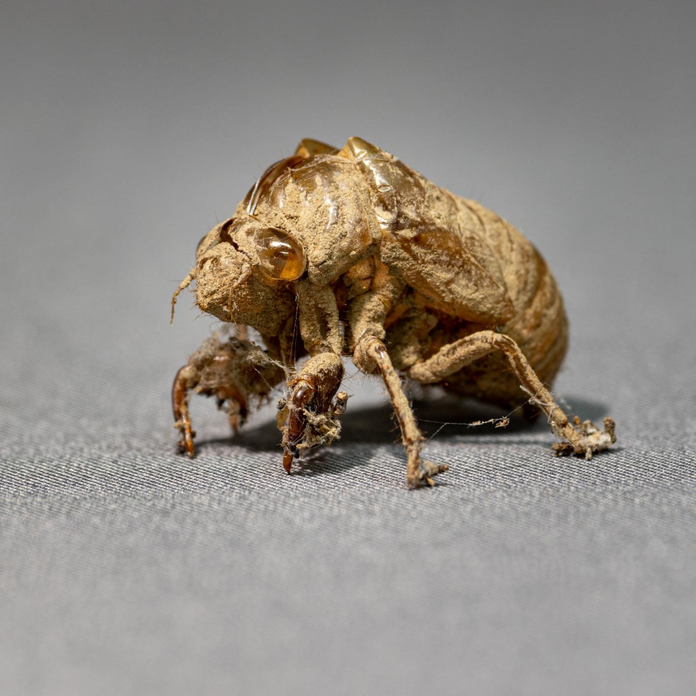 Canon EF-S 55-250mm F4-5.6 is STM, Telephoto, Black customer photo 2