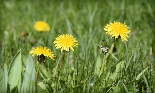 Nikon D5300 24.2 MP CMOS Digital SLR Camera with 18-55mm f/3.5-5.6G ED VR Auto Focus-S DX NIKKOR Zoom Lens (Black) customer photo 2