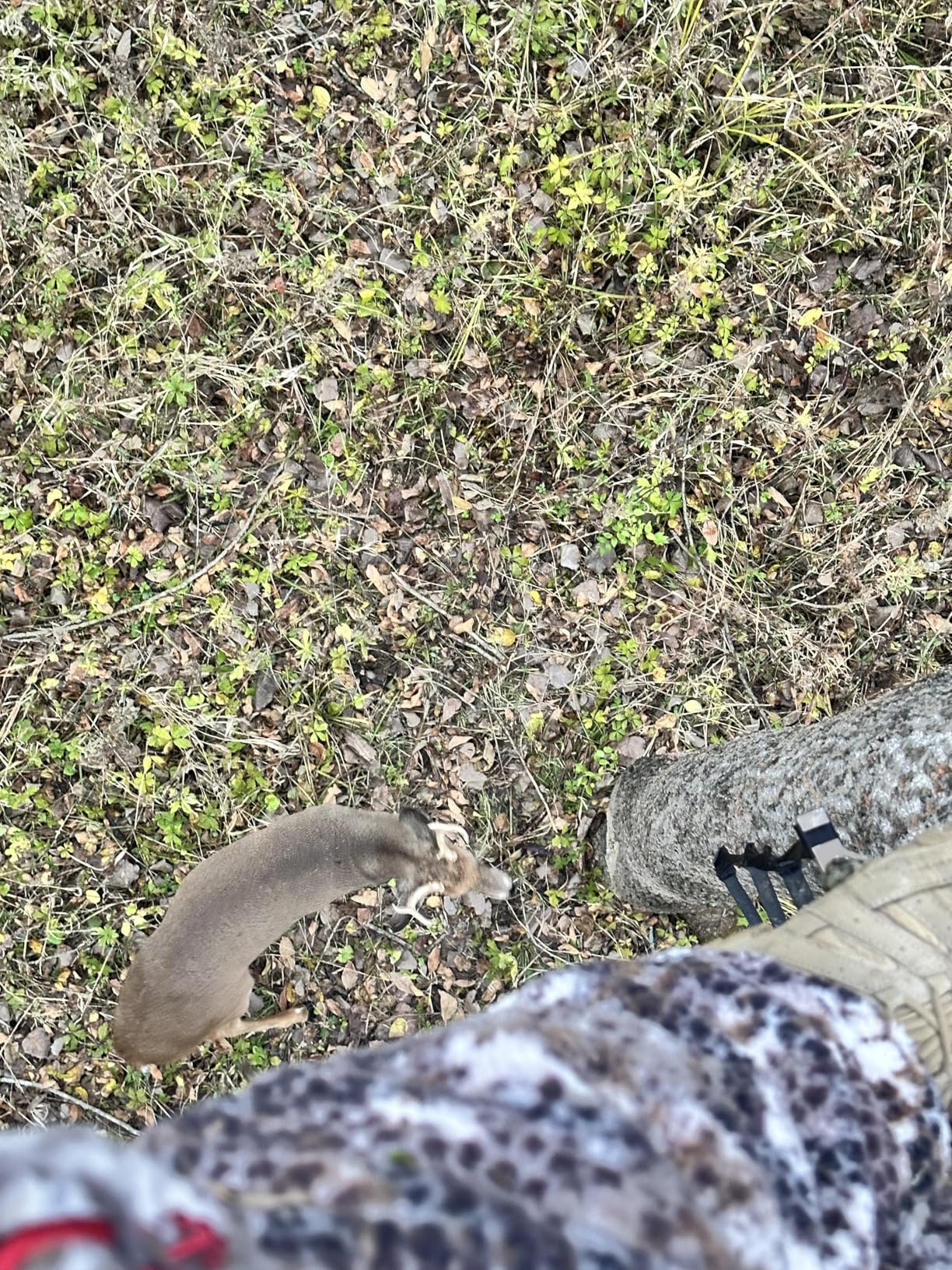 Scent Killer Gold Scent Free Laundry Detergent for Hunting Gear with Power Boost Plus Odor Eliminator, 32 Fluid Ounces customer photo 1