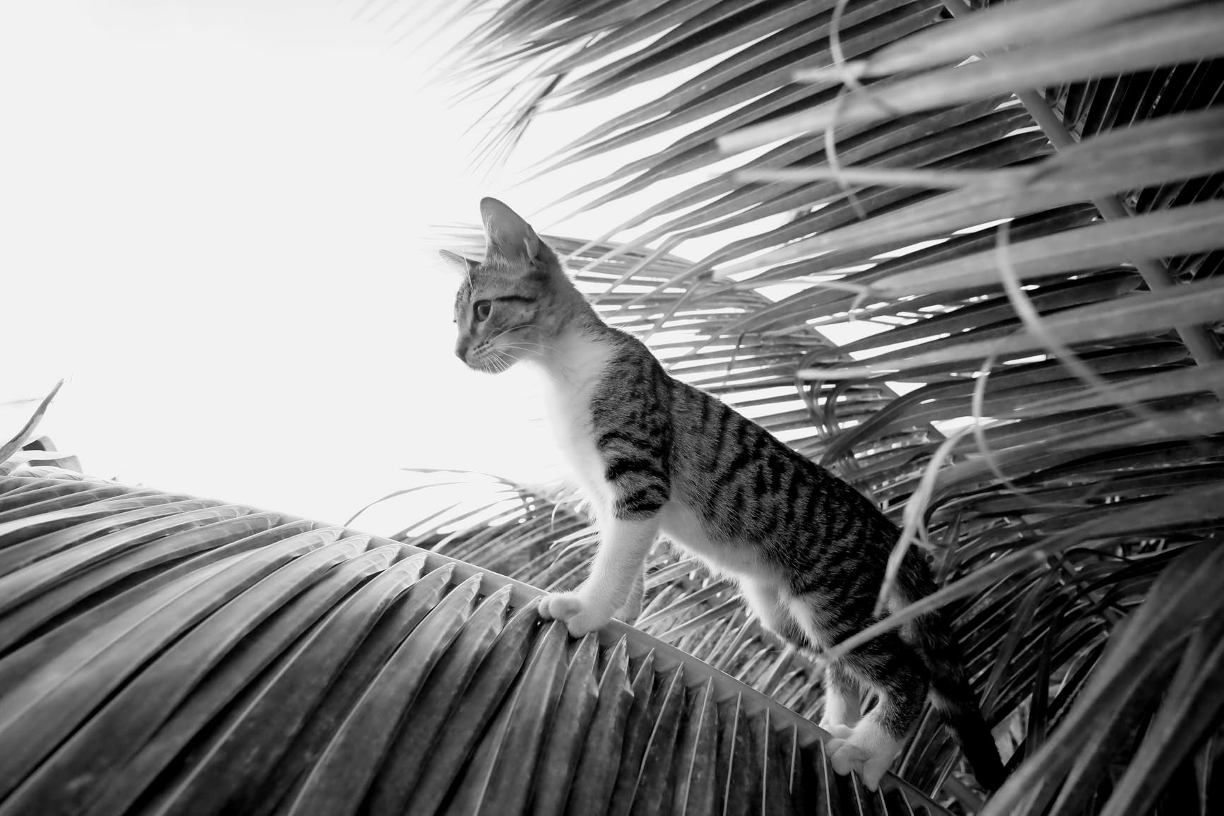 Rokinon 12mm f/2.0 NCS CS Wide Angle Lens for Sony E - Fast Aperture, Nano Coated Optics, Manual Focus, APS-C Mirrorless, Ideal for Landscape, Architecture, Low-Light Shots (Black) customer photo 1