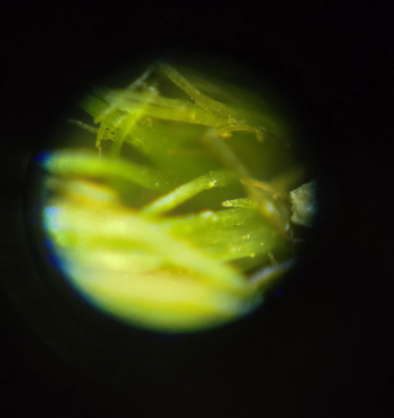 Carson MicroBrite Plus 60x-120x Accurate LED Lighted Pocket Microscope, Portable Educational STEM Toy, Mini Handheld Microscope for Student Science Lab (MM-300) , Grey customer photo 2