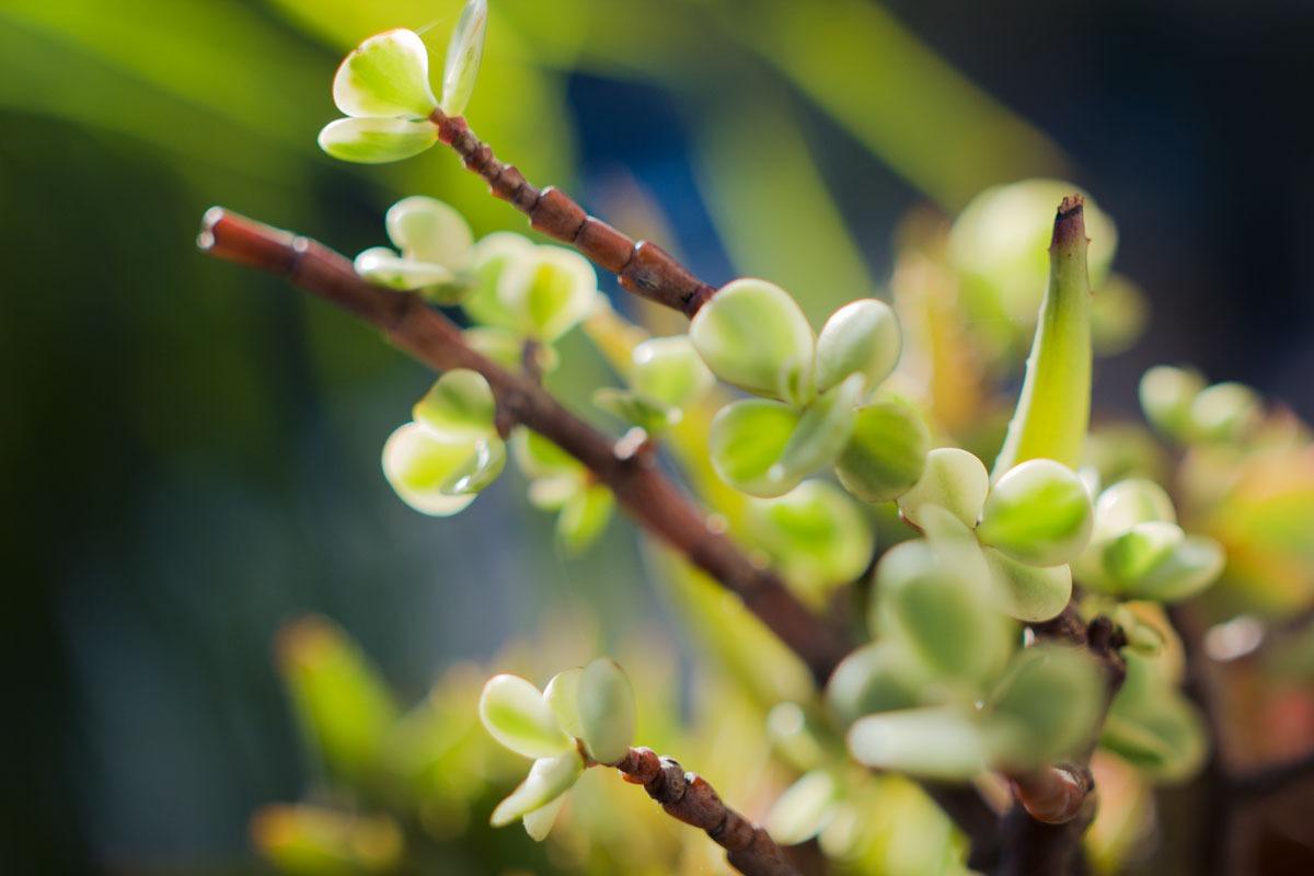 Rokinon Cine DS DS35M-C 35mm T1.5 AS IF UMC Full Frame Cine Wide Angle Lens for Canon EF customer photo 1