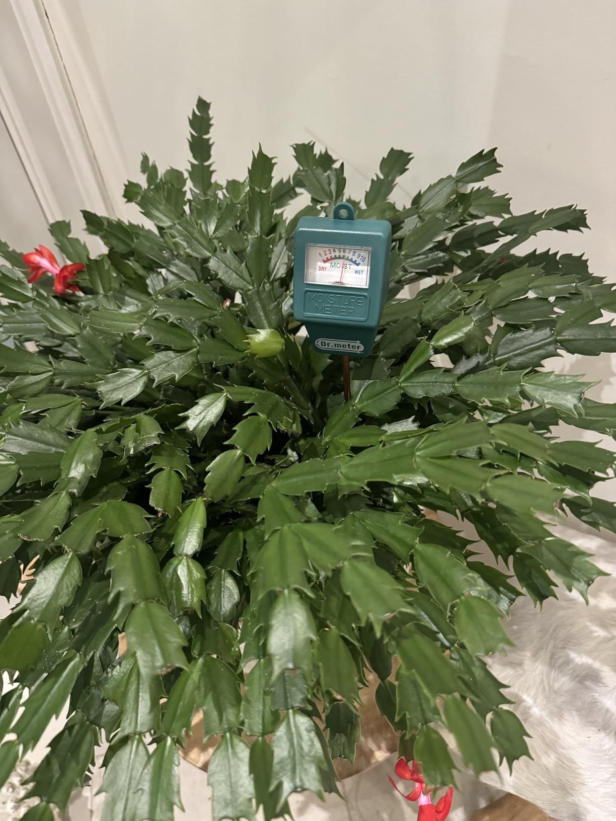 Soil Moisture Meter, Plant Water Meter for Garden Lawn Farm Indoor & Outdoor Use, Soil Tester Hygrometer Sensor for House Plants, Gardening Gifts, No Battery Needed customer photo 2