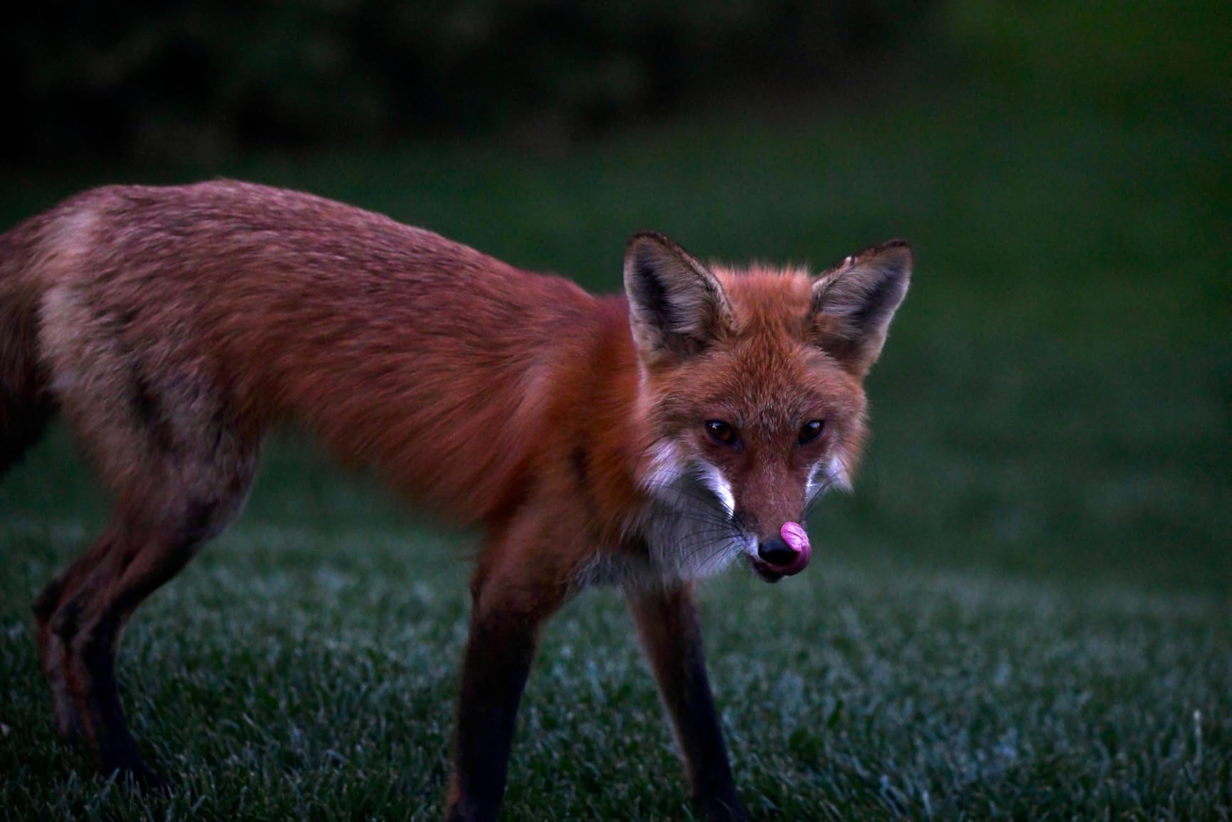 Sigma 150-600mm 5-6.3 Contemporary DG OS HSM Lens for Nikon customer photo 1