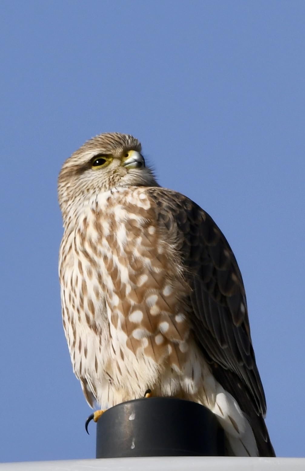 Sigma 150-600mm 5-6.3 Contemporary DG OS HSM Lens for Nikon customer photo 2