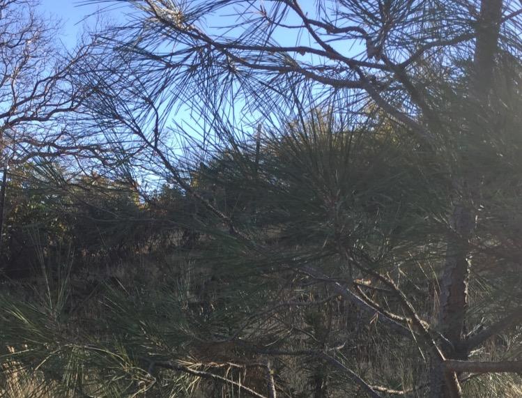 Wildlife Research Center Super Charged Scent Killer Spray & Refill - Odor Eliminator for Hunting - Works After Drying - Odor Control for Clothes & Gear - Hunting Spray (48 FL OZ Combo) customer photo 1