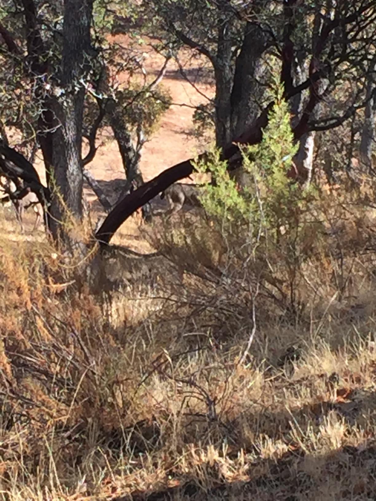 Wildlife Research Center Super Charged Scent Killer Spray & Refill - Odor Eliminator for Hunting - Works After Drying - Odor Control for Clothes & Gear - Hunting Spray (48 FL OZ Combo) customer photo 2