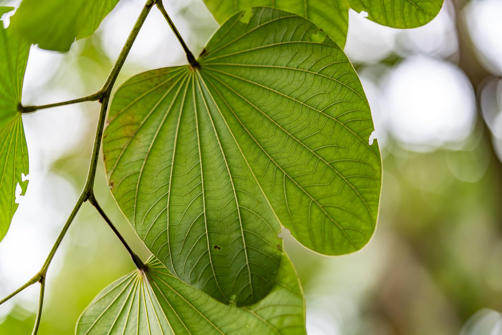 SEL90M28G FE 90mm f/2.8-22 Macro G OSS Standard-Prime Lens for Mirrorless Cameras,Black customer photo 1