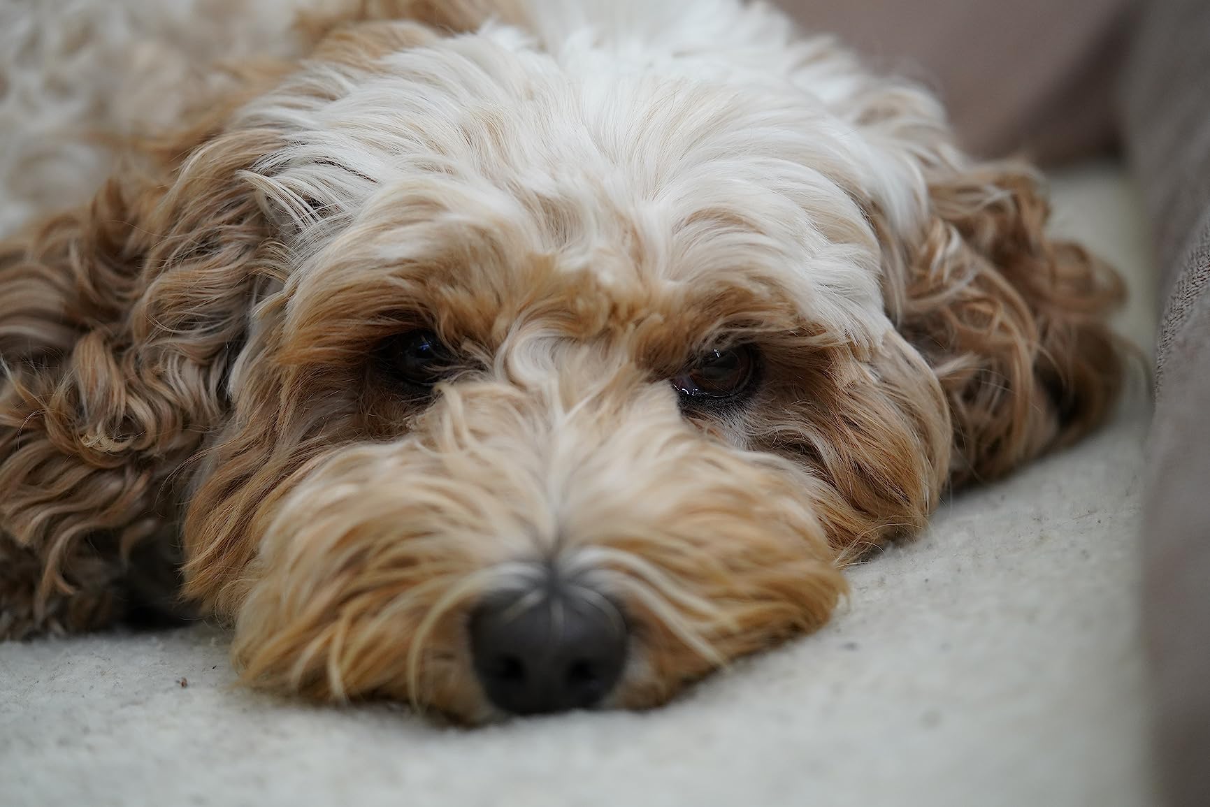 SEL90M28G FE 90mm f/2.8-22 Macro G OSS Standard-Prime Lens for Mirrorless Cameras,Black customer photo 2