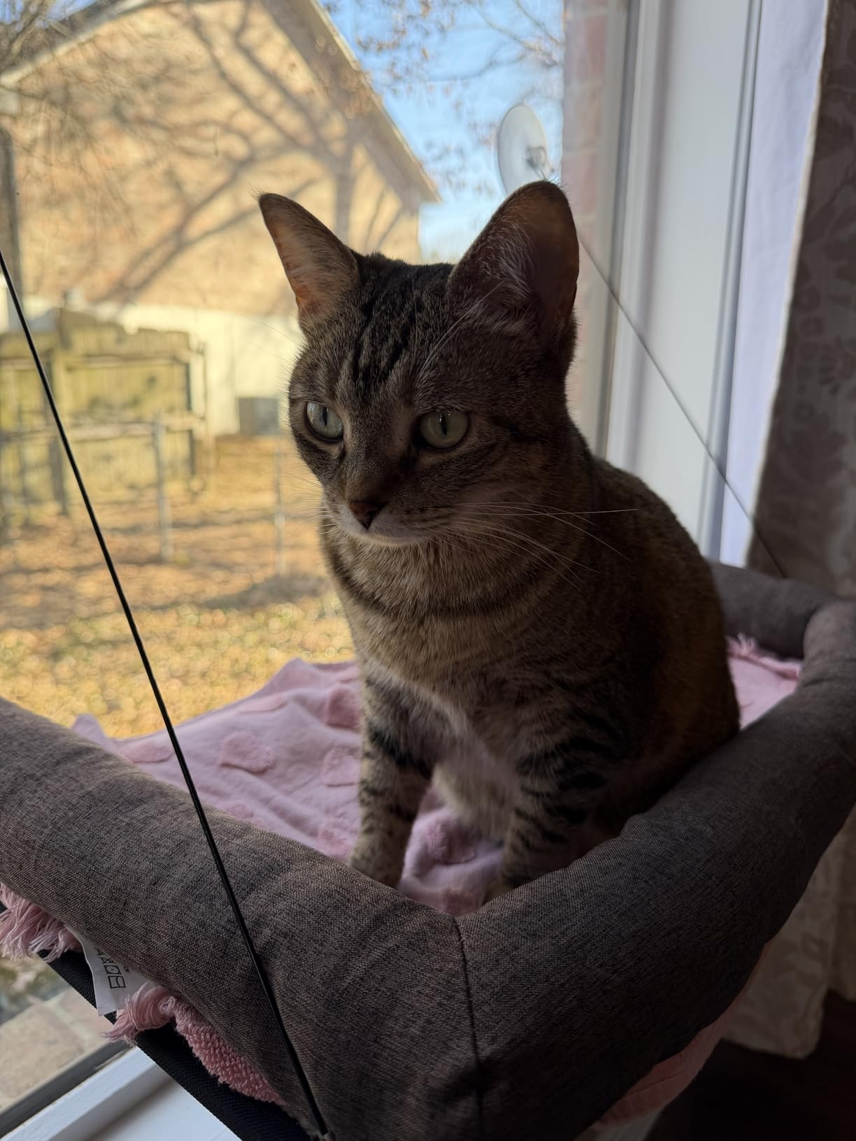 K&H Pet Products EZ Mount Cat Window Perch for Large Cats, Sturdy Kitty Sill Window Hammock Bed, Steel Frame, Sturdy Suction Cups, Washable Shelf Cover, Foldable - Fits 27