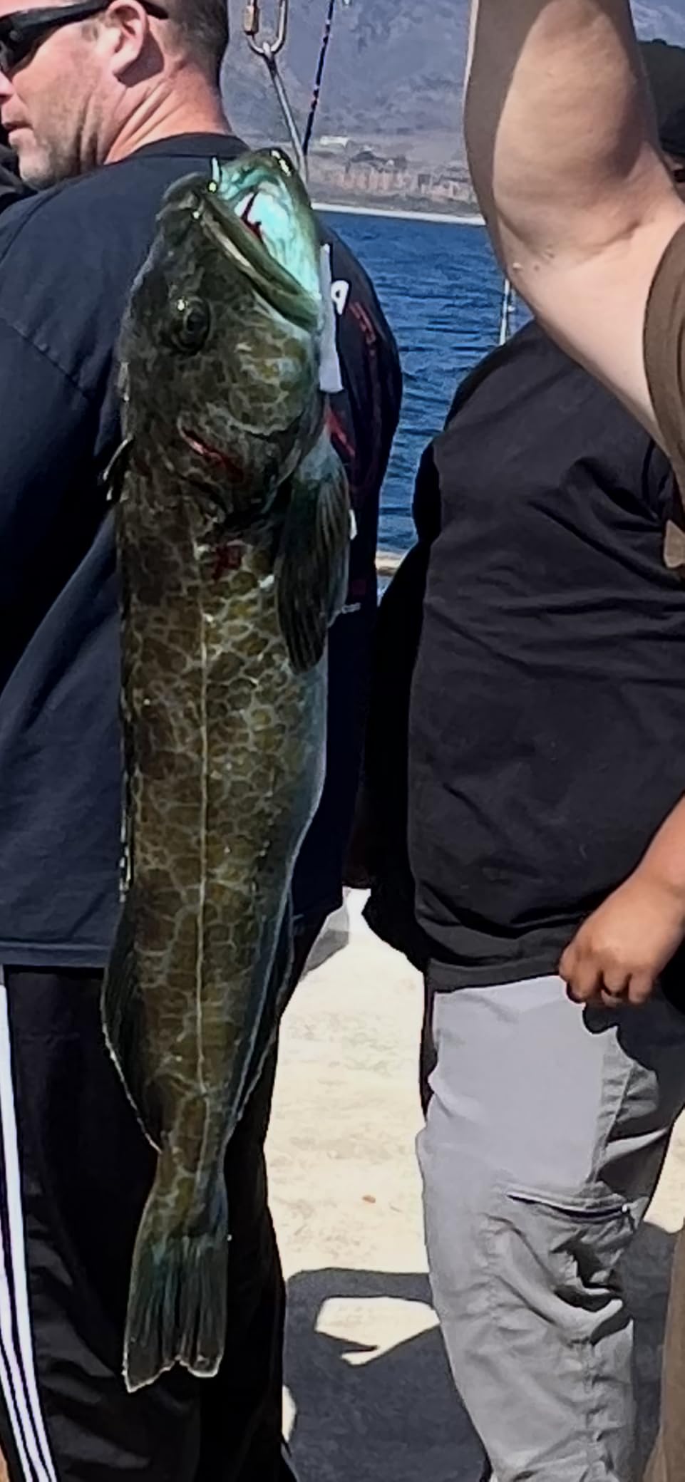 Penn Warfare II Level Wind Conventional Fishing Reel customer photo 2