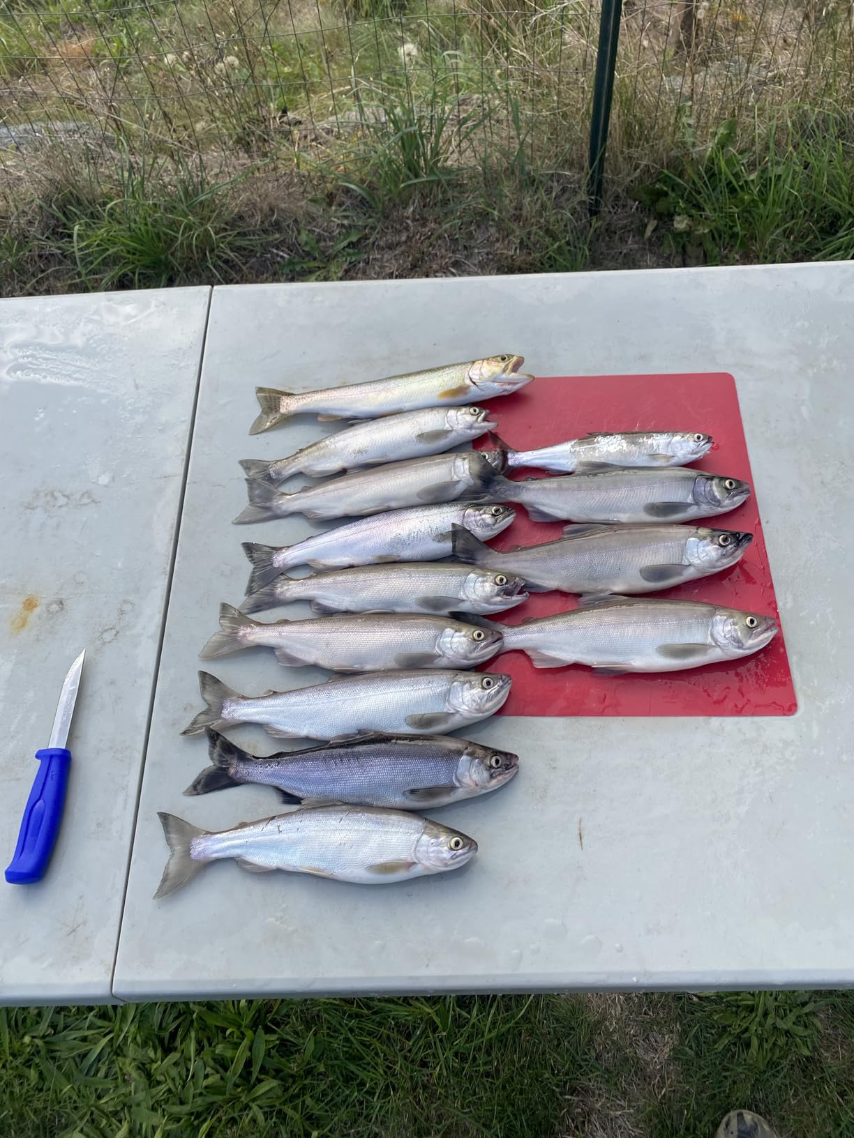 Shakespeare ATS Trolling Reel customer photo 1