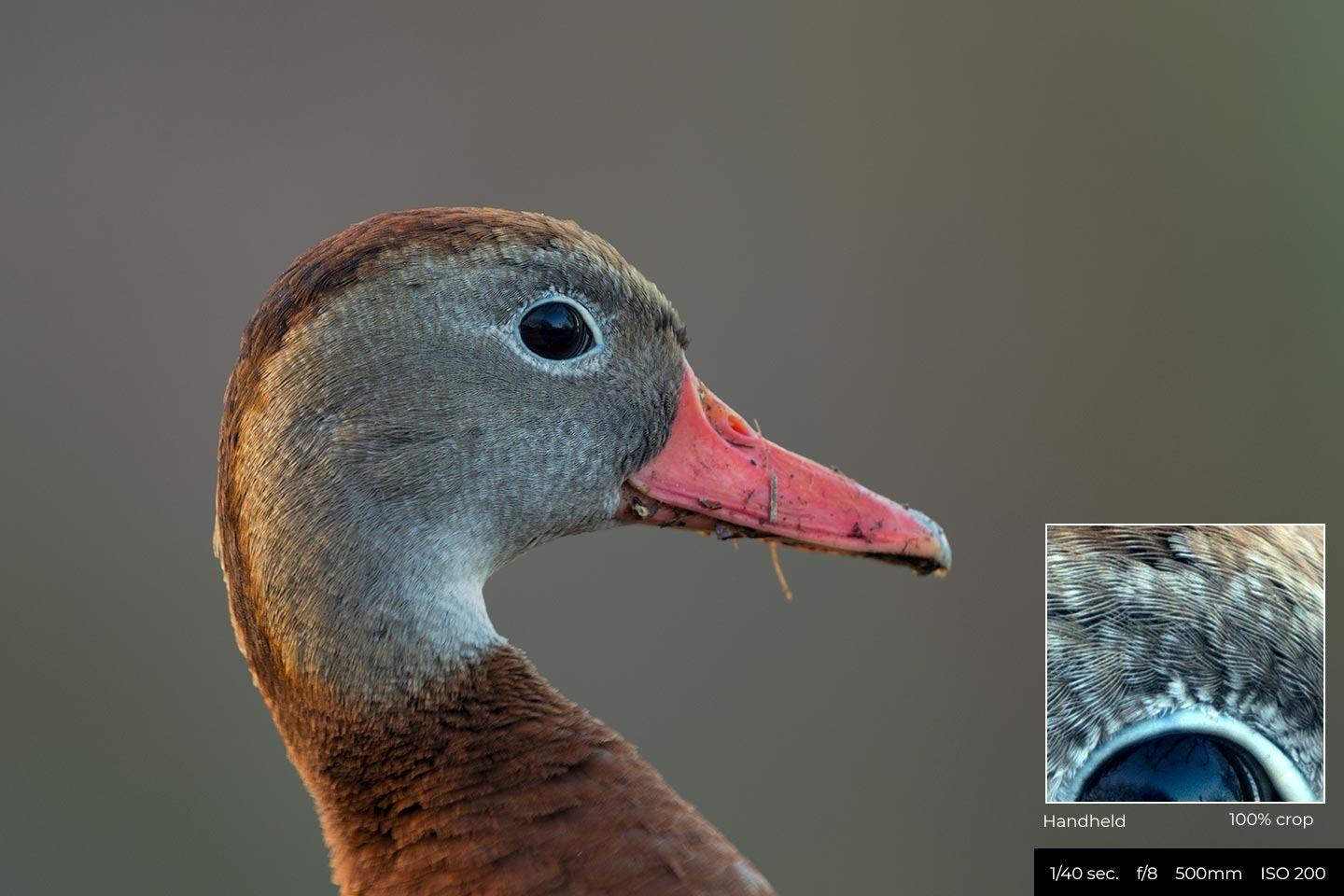 Nikon AF-S FX NIKKOR 200-500mm f/5.6E ED Vibration Reduction Zoom Lens with Auto Focus for Nikon DSLR Cameras customer photo 1