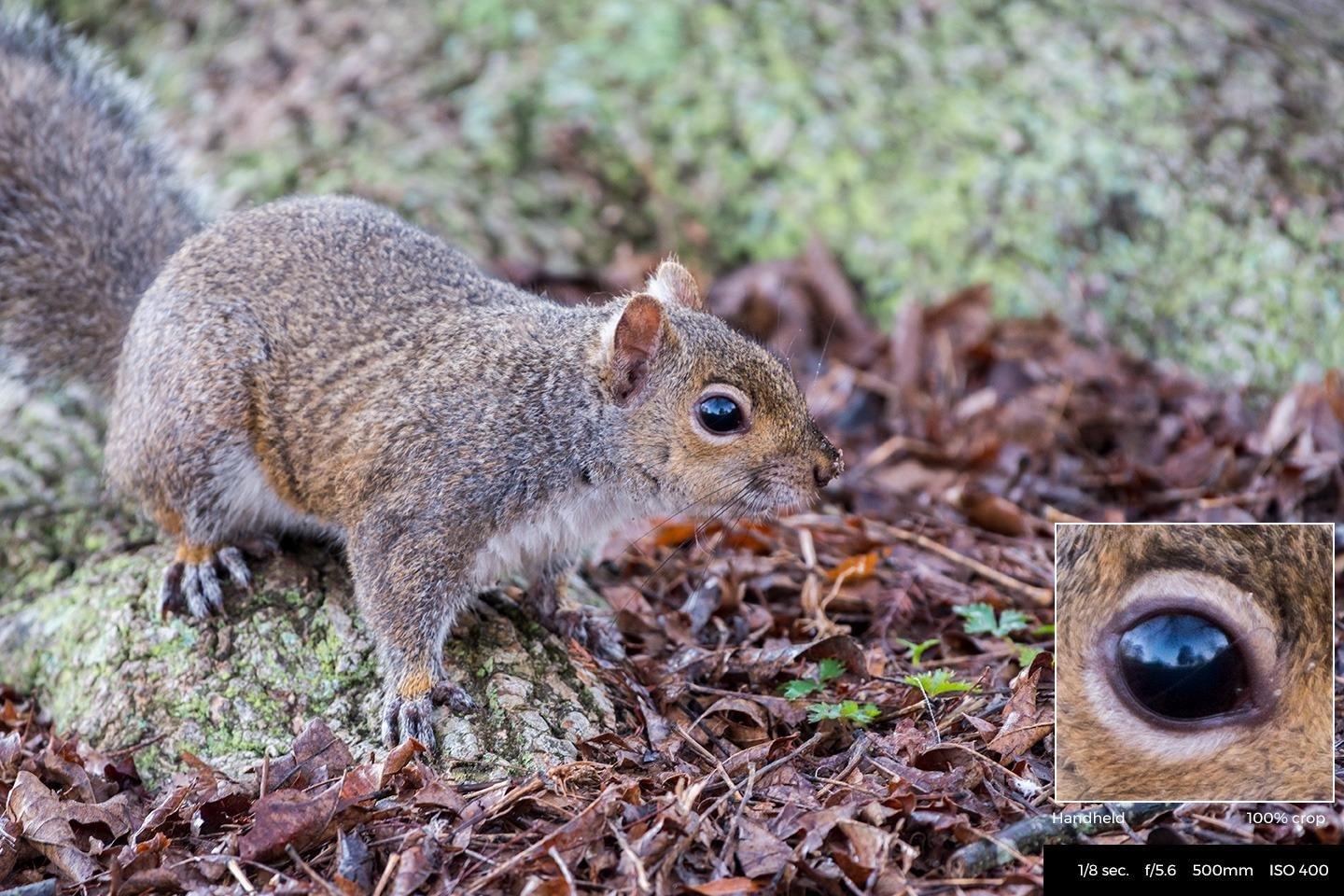 Nikon AF-S FX NIKKOR 200-500mm f/5.6E ED Vibration Reduction Zoom Lens with Auto Focus for Nikon DSLR Cameras customer photo 2