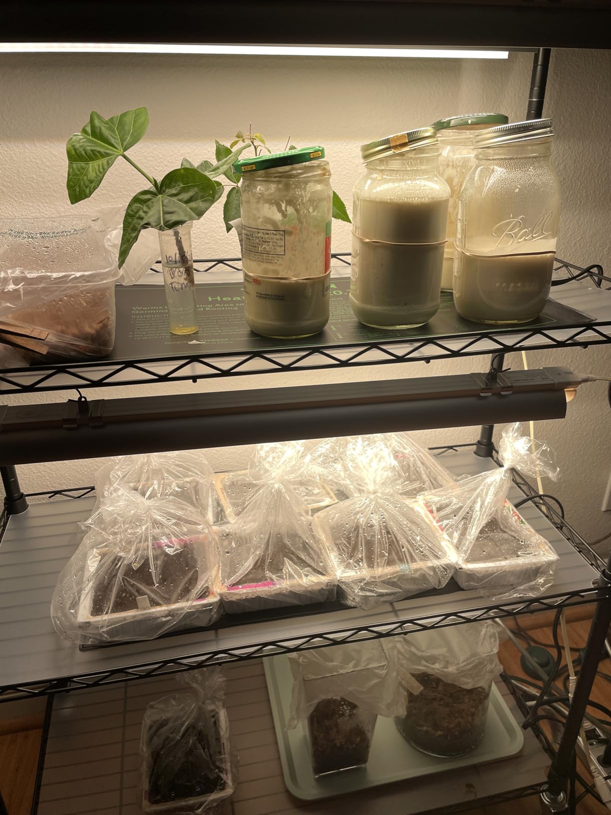 VIVOSUN 2 Pack Durable Waterproof Seedling Heat Mat 10