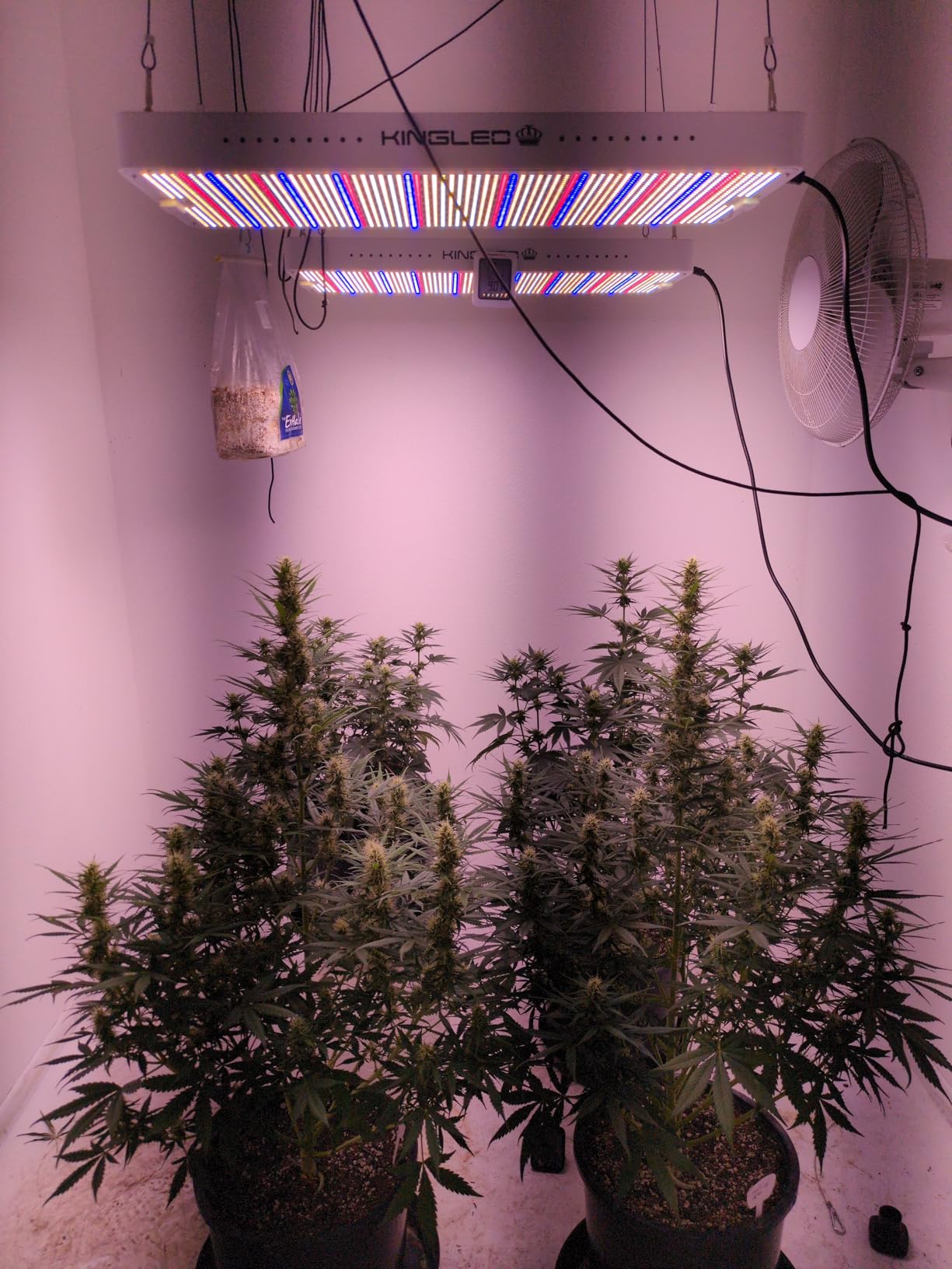 KingLED KP1000 LED Grow Lights with Yield LEDs 2x2ft Coverage Full Spectrum Grow Lights for Indoor Hydroponic Plants Greenhouse Growing Lamps Veg Bloom Daul Mode customer photo 1