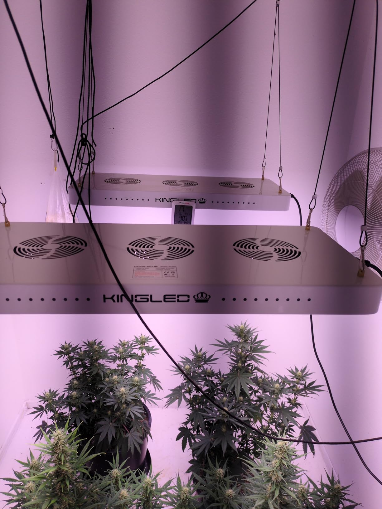 KingLED KP1000 LED Grow Lights with Yield LEDs 2x2ft Coverage Full Spectrum Grow Lights for Indoor Hydroponic Plants Greenhouse Growing Lamps Veg Bloom Daul Mode customer photo 2