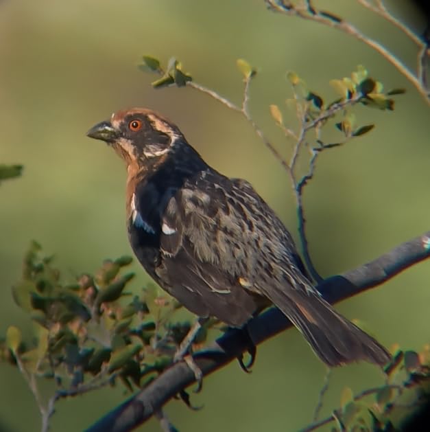 Bushnell Trophy Xtreme Spotting Scope customer photo 2