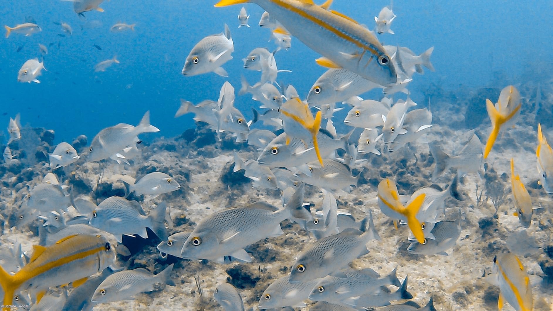 AKASO EK7000 4K30FPS 20MP WiFi Action Camera with EIS Ultra HD 131FT Waterproof Underwater Camera Remote Control 4X Zoom customer photo 1