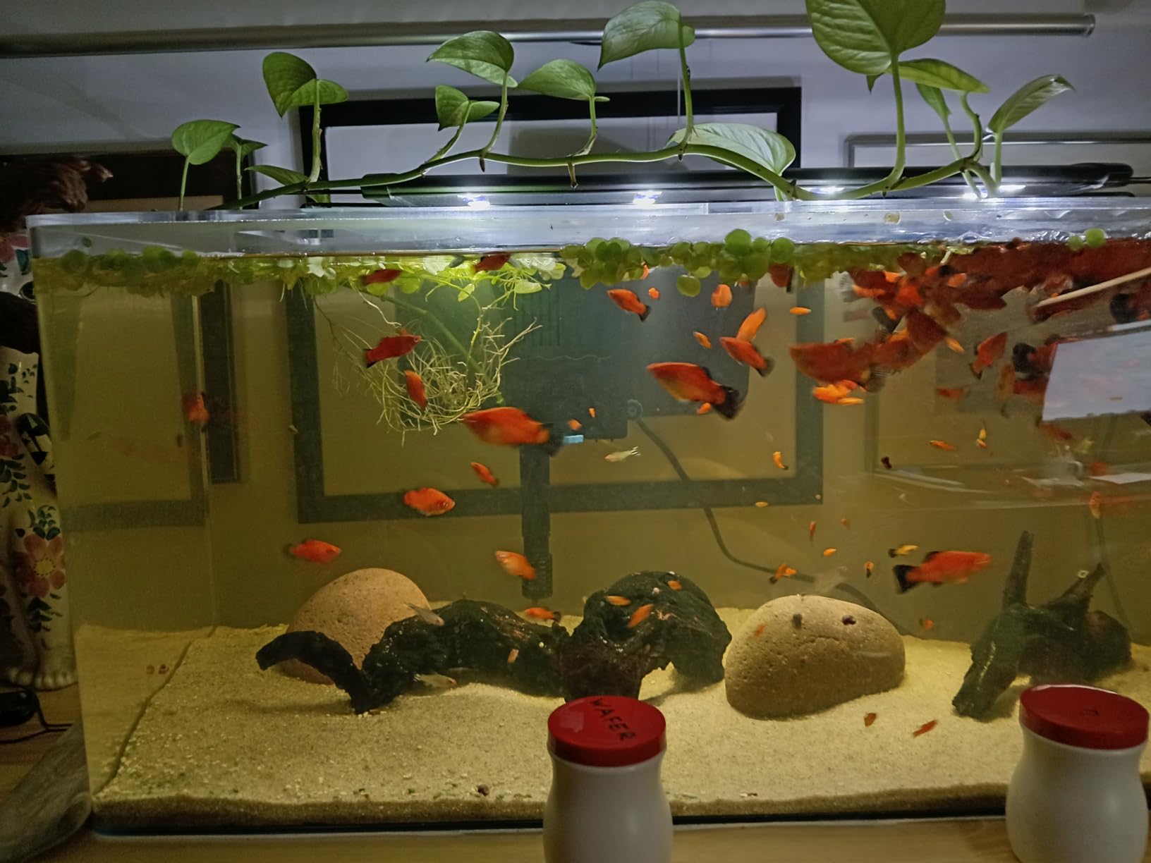 SeaChem - Large Aquarium Fish Tank Filter, Tidal 75 Gallon (300 Liters) by Sicce customer photo 1
