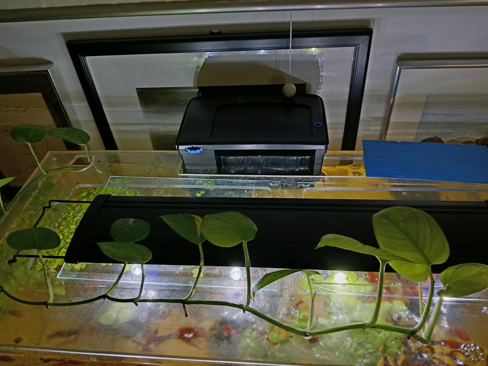 SeaChem - Large Aquarium Fish Tank Filter, Tidal 75 Gallon (300 Liters) by Sicce customer photo 2