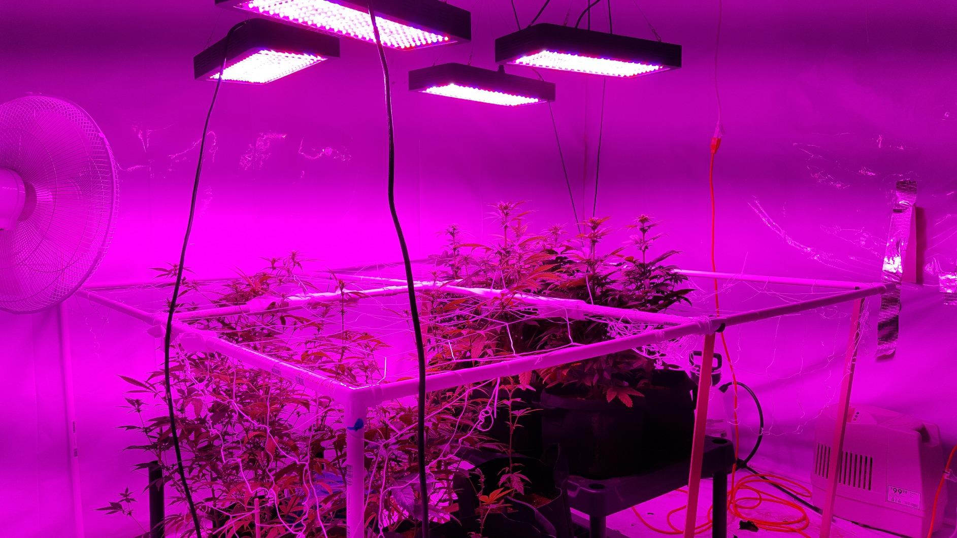 BESTVA DC2000 LED Grow Light, Full Spectrum Grow Lights for Indoor Plants with Veg & Bloom Switches, Quiet Cooling Fan, for Seedling Veg Bloom All Growth Stages customer photo 1