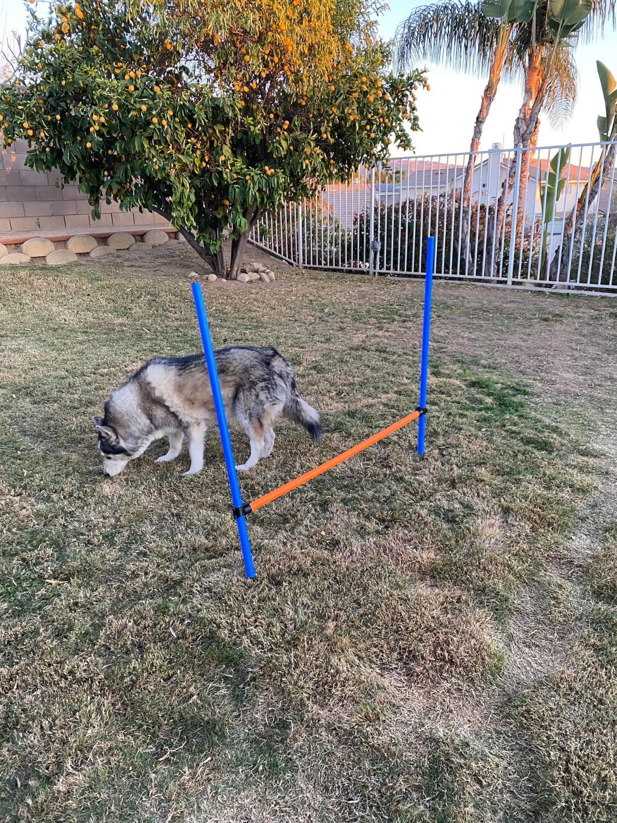 PAWISE Dog Agility Training Equipment, Puppy Agility Kit with Jump Ring, Adjustable Hurdles & Weave Poles, Outdoor Dog Obstacle Course for Backyard, Park Training, Portable Dogg Exercise Set customer photo 2