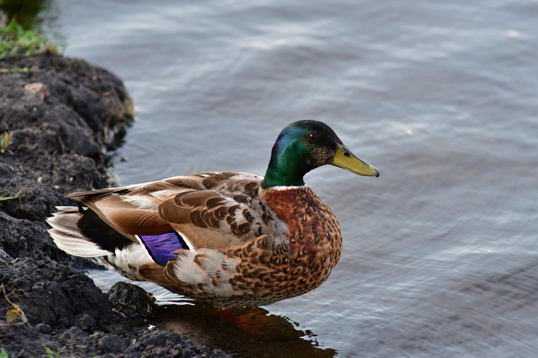 Nikon D7500 20.9MP DSLR Camera with AF-S DX NIKKOR 18-140mm f/3.5-5.6G ED VR Lens, Black customer photo 2