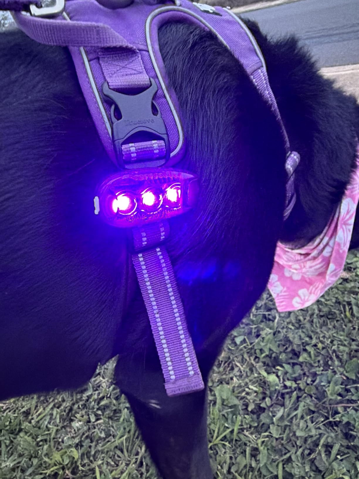 EverLightFX USB Rechargeable LED Safety Light (2 Pack) by Apace - Super Bright Bike Tail Light Works Brilliantly as Running Light for Joggers, Pets, Bicycle Strobe or Rear Clip On Lights customer photo 1